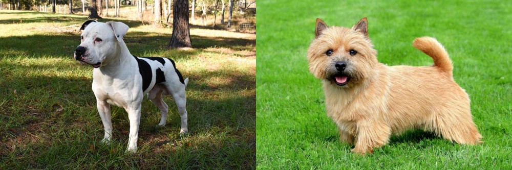 Norwich Terrier vs American Bulldog - Breed Comparison