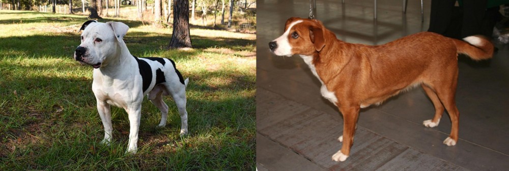 Osterreichischer Kurzhaariger Pinscher vs American Bulldog - Breed Comparison