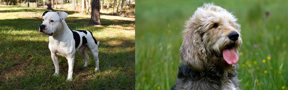Otterhound vs American Bulldog - Breed Comparison