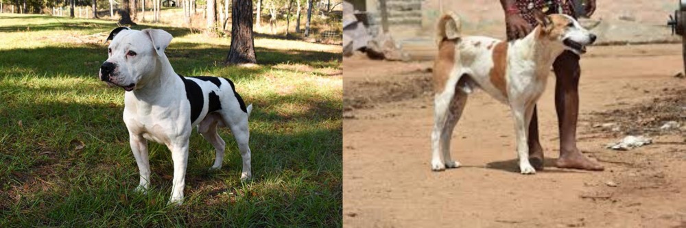 Pandikona vs American Bulldog - Breed Comparison