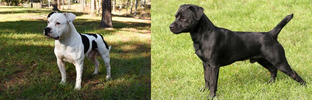 Patterdale Terrier vs American Bulldog - Breed Comparison