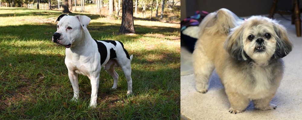 PekePoo vs American Bulldog - Breed Comparison