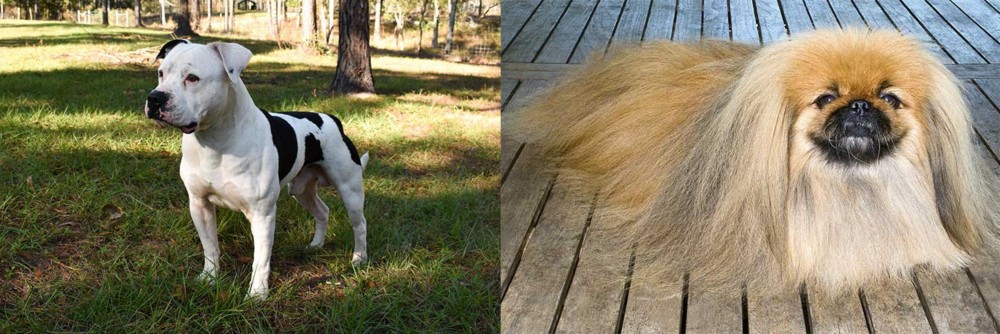 Pekingese vs American Bulldog - Breed Comparison