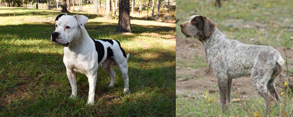 Perdiguero de Burgos vs American Bulldog - Breed Comparison