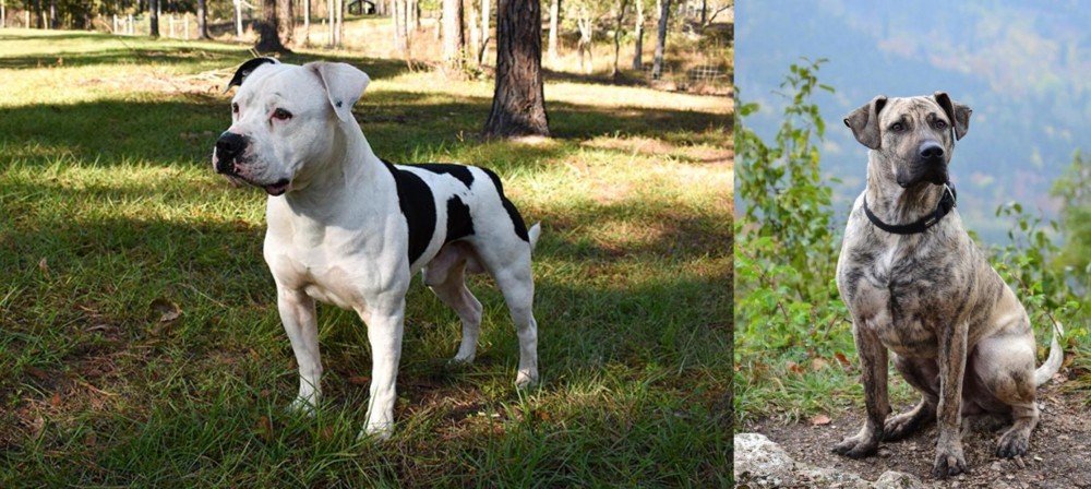 Perro Cimarron vs American Bulldog - Breed Comparison