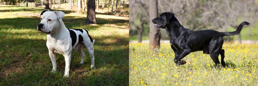 Perro de Pastor Mallorquin vs American Bulldog - Breed Comparison