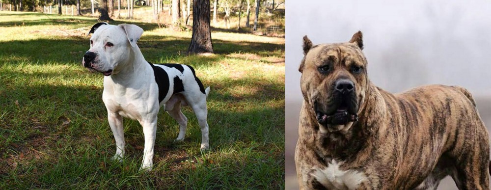 Perro de Presa Canario vs American Bulldog - Breed Comparison