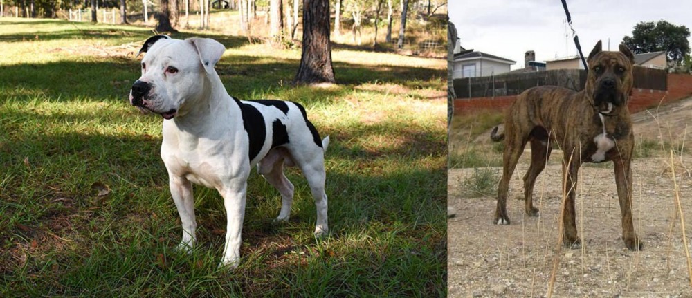 Perro de Toro vs American Bulldog - Breed Comparison