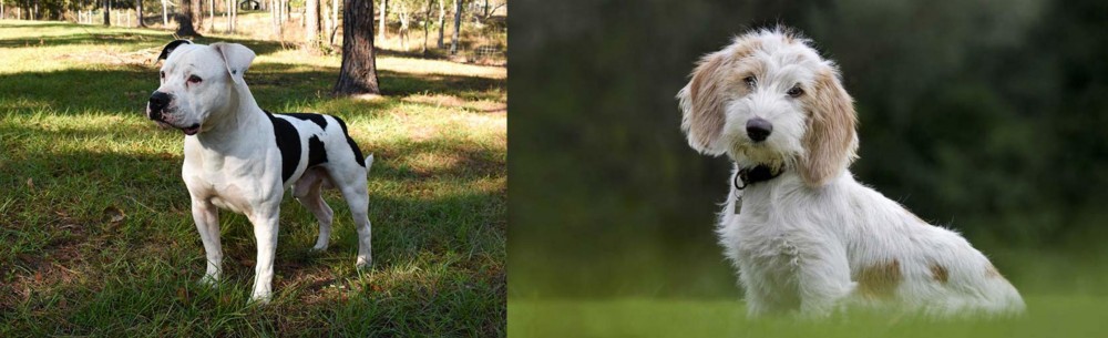 Petit Basset Griffon Vendeen vs American Bulldog - Breed Comparison