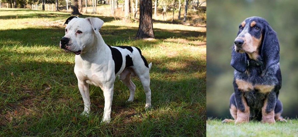 Petit Bleu de Gascogne vs American Bulldog - Breed Comparison