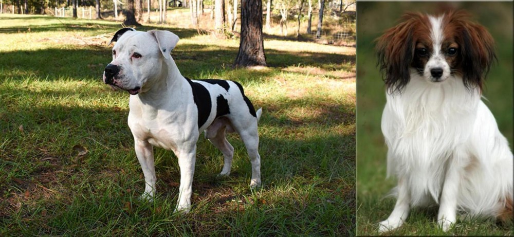 Phalene vs American Bulldog - Breed Comparison