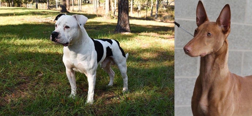 Pharaoh Hound vs American Bulldog - Breed Comparison