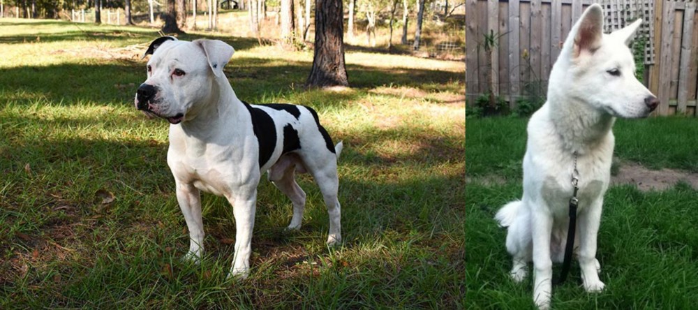 Phung San vs American Bulldog - Breed Comparison