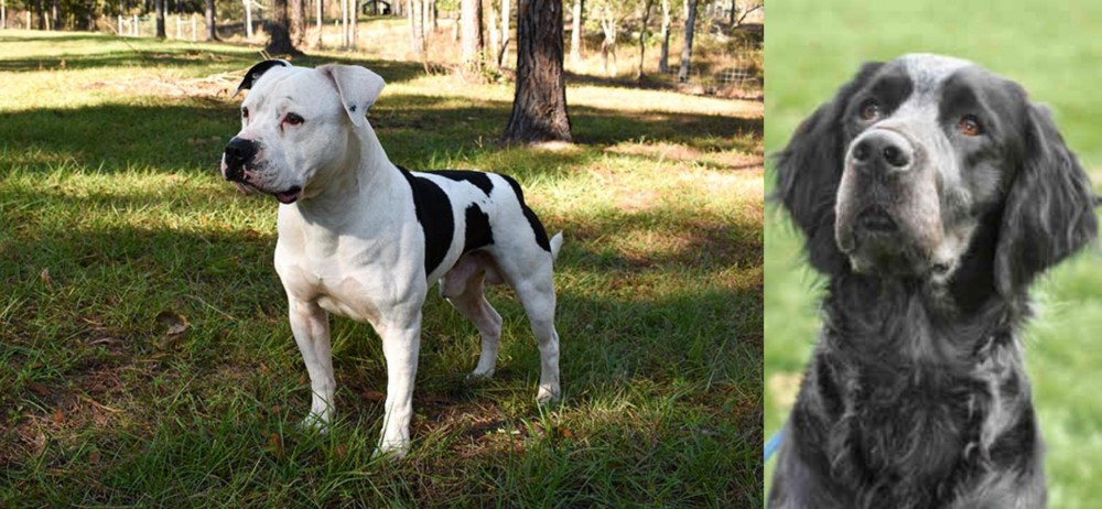Picardy Spaniel vs American Bulldog - Breed Comparison