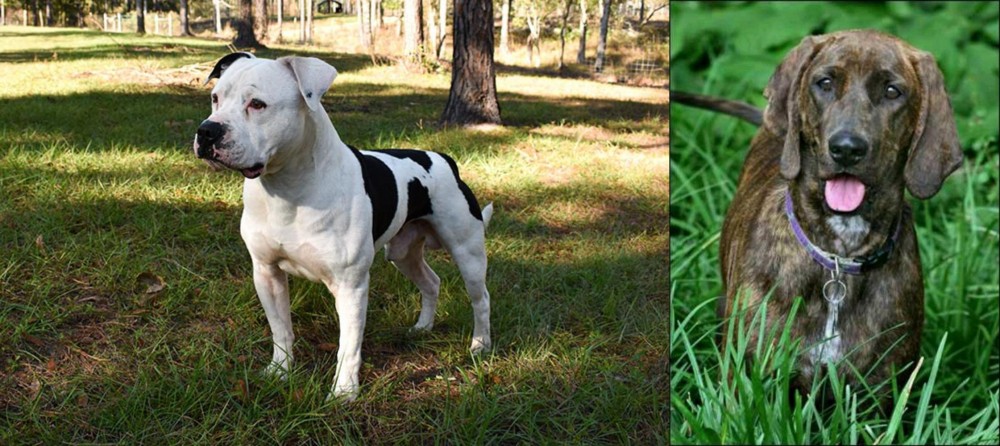 Plott Hound vs American Bulldog - Breed Comparison