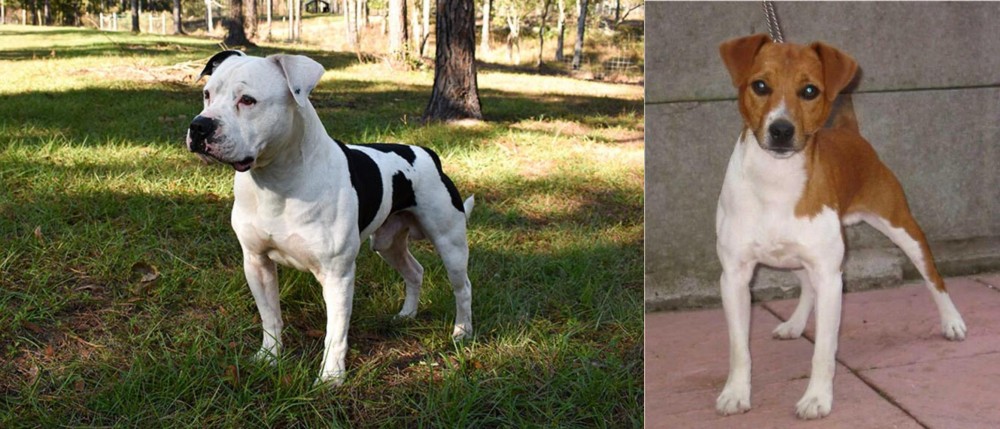 Plummer Terrier vs American Bulldog - Breed Comparison