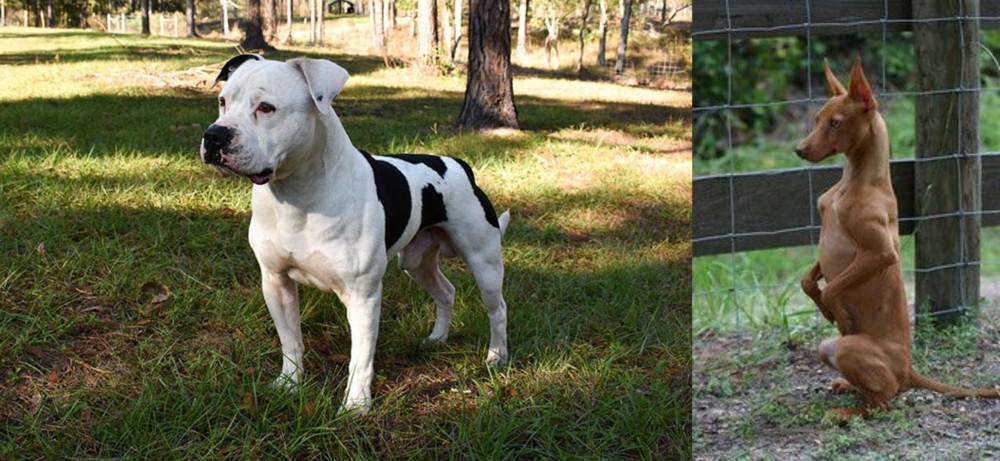 Podenco Andaluz vs American Bulldog - Breed Comparison