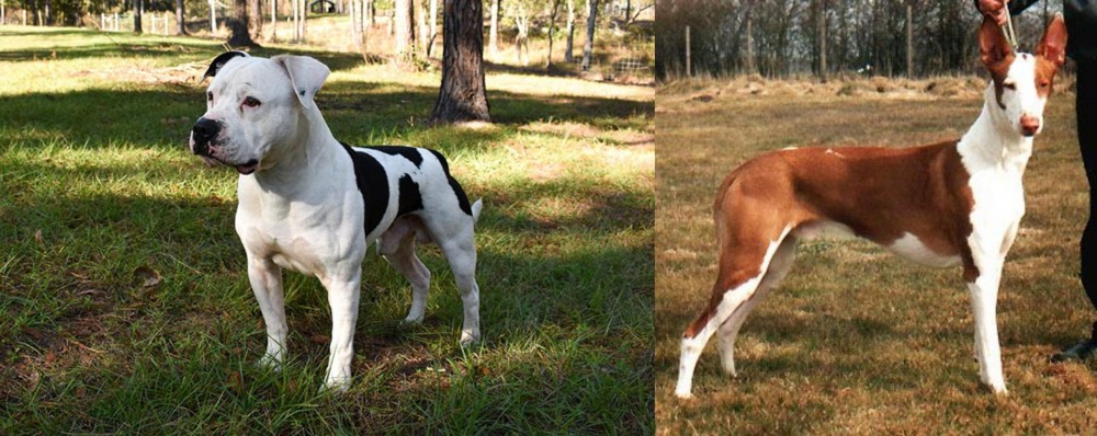 Podenco Canario vs American Bulldog - Breed Comparison