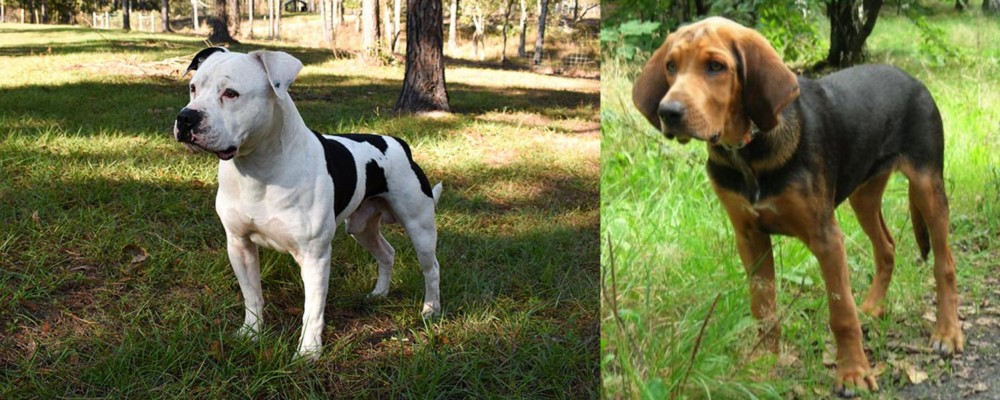Polish Hound vs American Bulldog - Breed Comparison