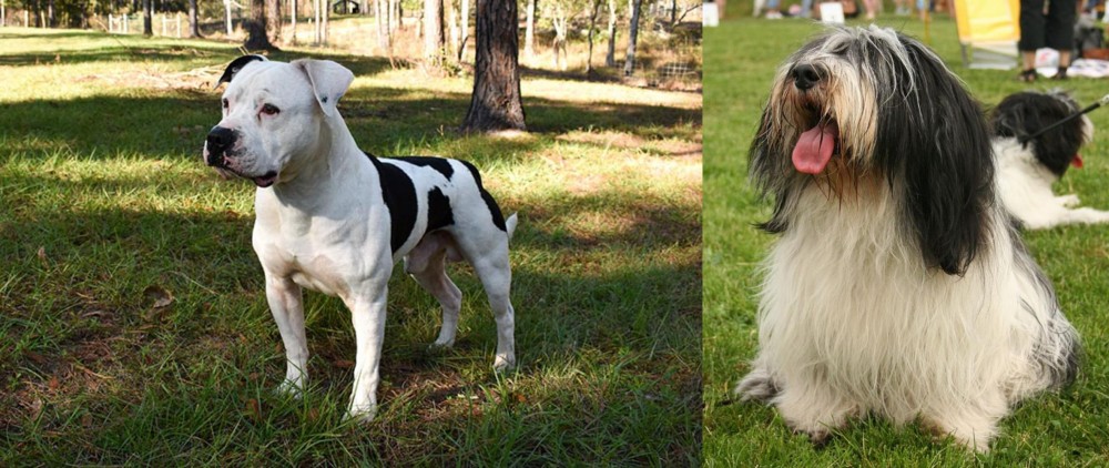 Polish Lowland Sheepdog vs American Bulldog - Breed Comparison
