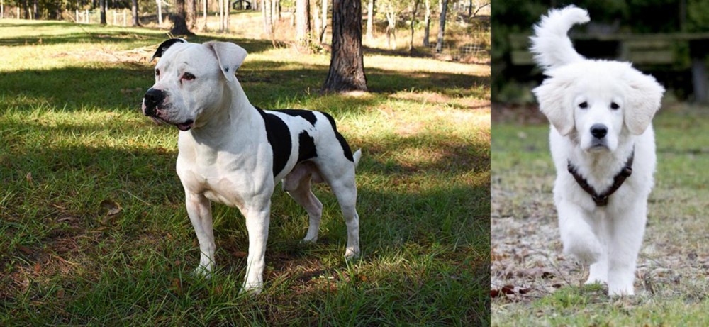 Polish Tatra Sheepdog vs American Bulldog - Breed Comparison