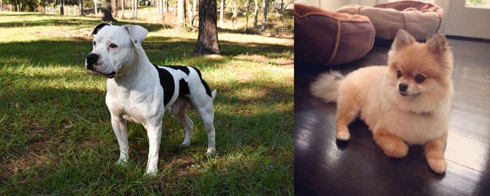 Pomeranian vs American Bulldog - Breed Comparison