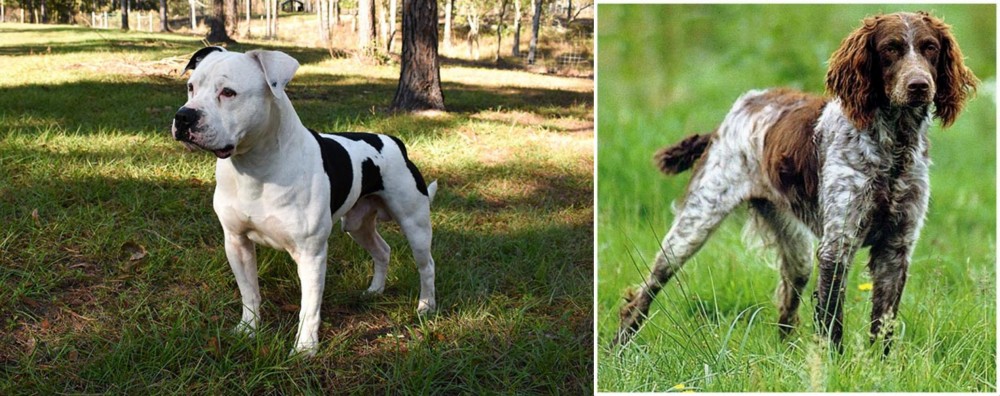 Pont-Audemer Spaniel vs American Bulldog - Breed Comparison