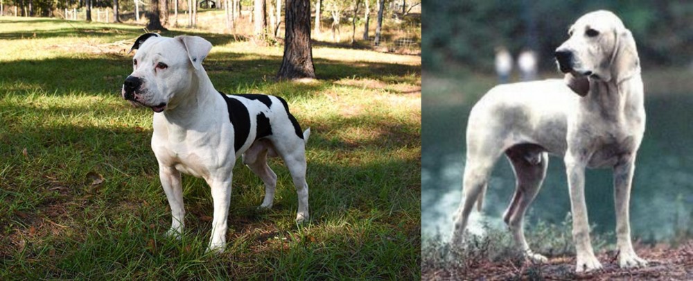 Porcelaine vs American Bulldog - Breed Comparison