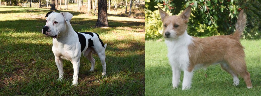 Portuguese Podengo vs American Bulldog - Breed Comparison