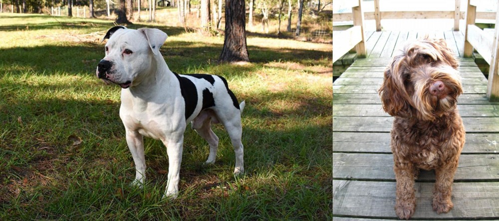 Portuguese Water Dog vs American Bulldog - Breed Comparison