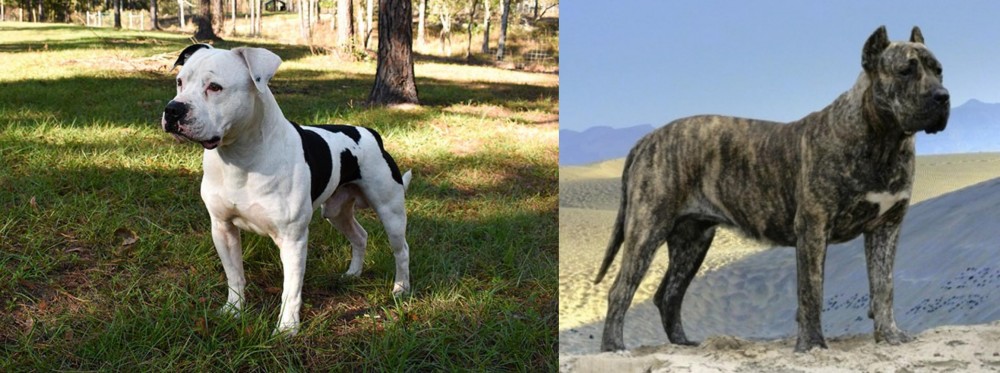 Presa Canario vs American Bulldog - Breed Comparison
