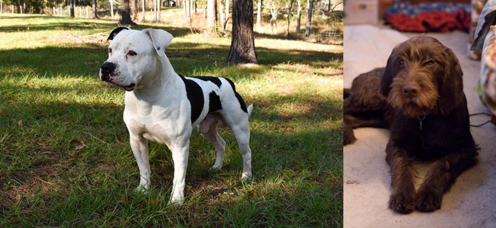Pudelpointer vs American Bulldog - Breed Comparison