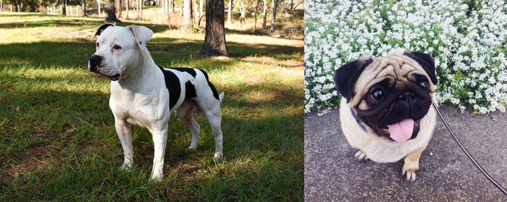 Pug vs American Bulldog - Breed Comparison