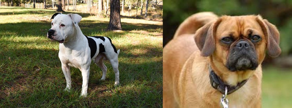 Pugalier vs American Bulldog - Breed Comparison