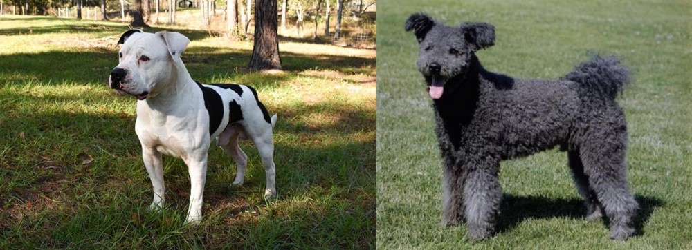 Pumi vs American Bulldog - Breed Comparison