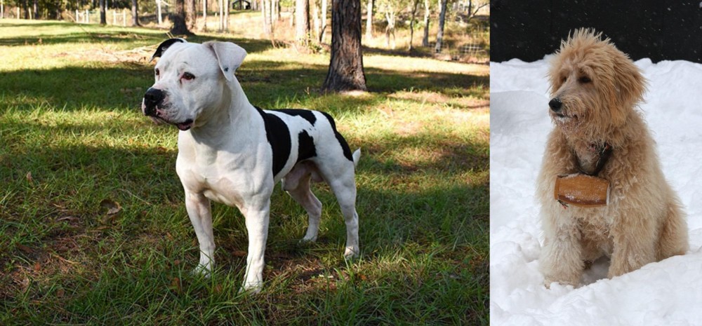 Pyredoodle vs American Bulldog - Breed Comparison