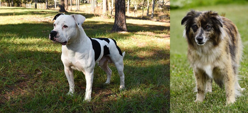 Pyrenean Shepherd vs American Bulldog - Breed Comparison