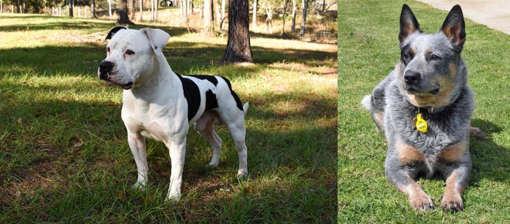 Queensland Heeler vs American Bulldog - Breed Comparison