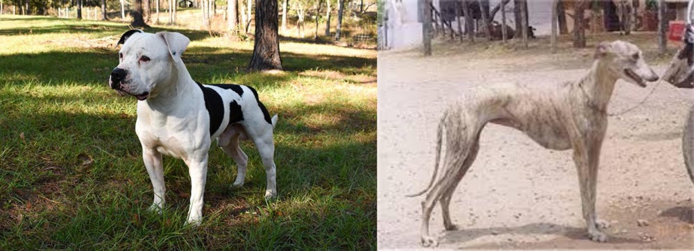 Rampur Greyhound vs American Bulldog - Breed Comparison
