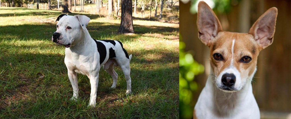 Rat Terrier vs American Bulldog - Breed Comparison