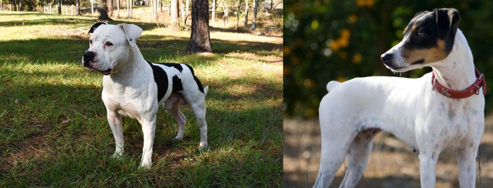 Ratonero Bodeguero Andaluz vs American Bulldog - Breed Comparison