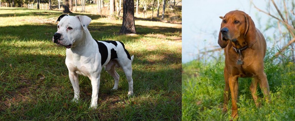 Redbone Coonhound vs American Bulldog - Breed Comparison