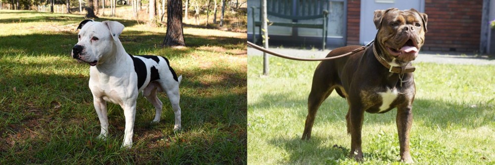 Renascence Bulldogge vs American Bulldog - Breed Comparison