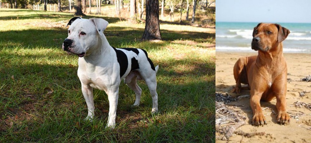 Rhodesian Ridgeback vs American Bulldog - Breed Comparison