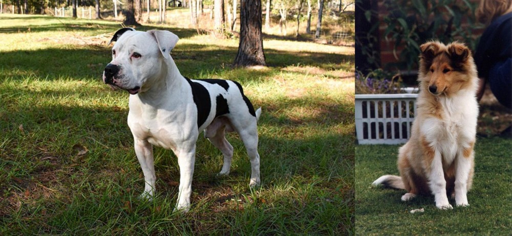 Rough Collie vs American Bulldog - Breed Comparison