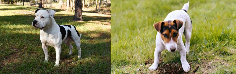 Russell Terrier vs American Bulldog - Breed Comparison