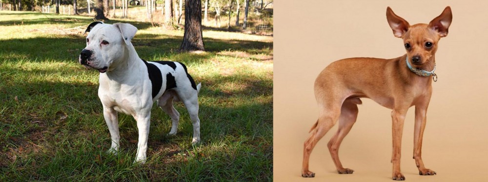 Russian Toy Terrier vs American Bulldog - Breed Comparison
