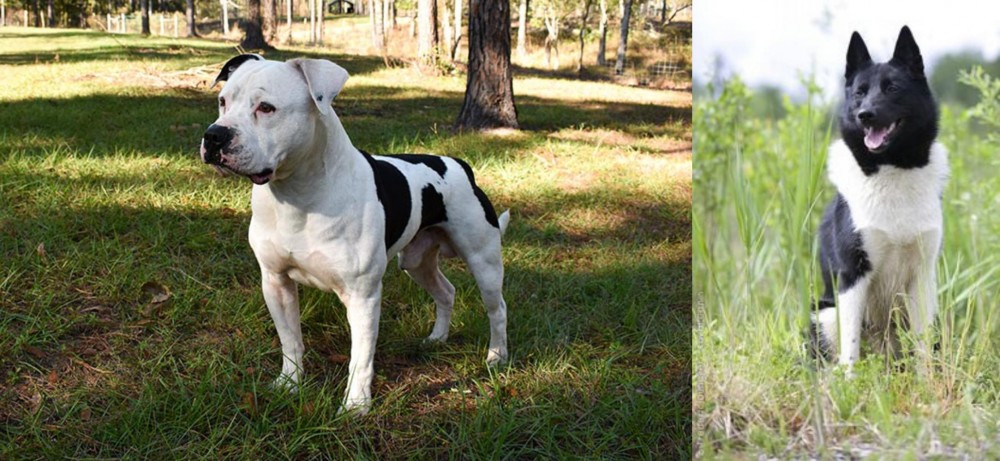 Russo-European Laika vs American Bulldog - Breed Comparison