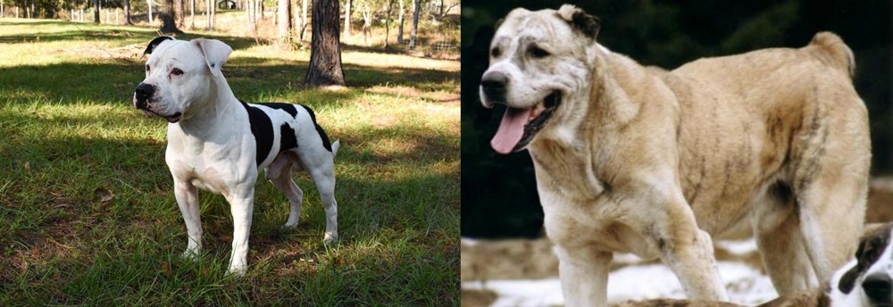 Sage Koochee vs American Bulldog - Breed Comparison