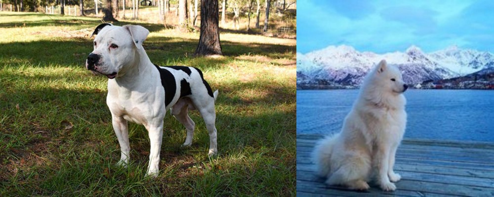 Samoyed vs American Bulldog - Breed Comparison